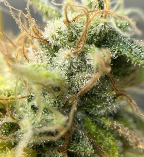 Exotic Pheno Hunt. Week 19 - Pink Poochie F57