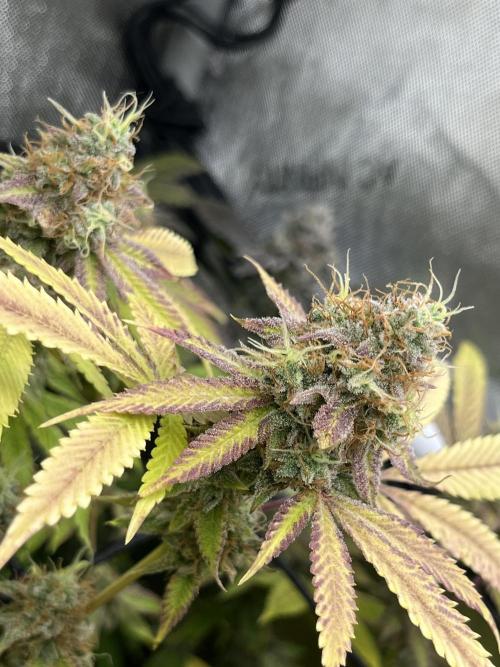 Exotic Pheno Hunt. Week 19 - Zerberry #4 F57