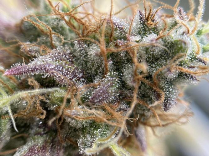 Exotic Pheno Hunt. Week 19 - Zerberry #4 F57