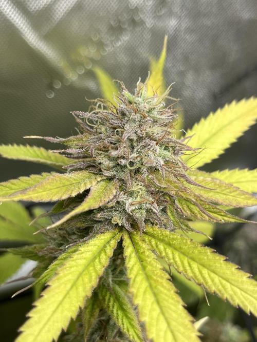 Exotic Pheno Hunt. Week 19 - Zerberry #1 F57