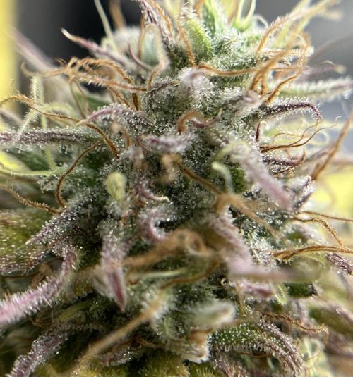 Exotic Pheno Hunt. Week 19 - Zerberry #1 F57