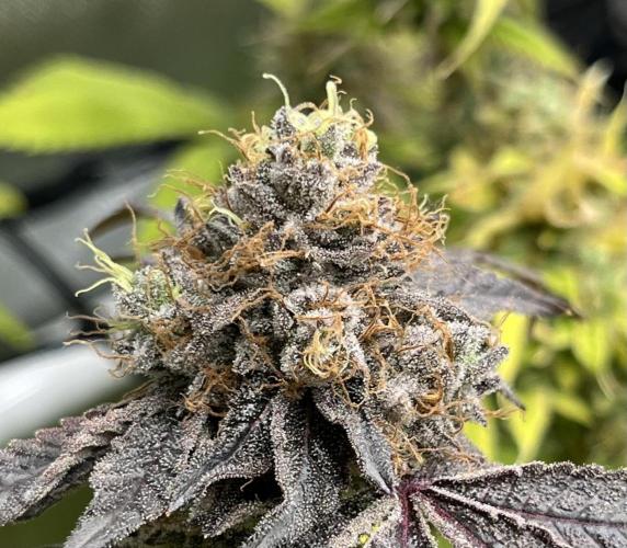 Exotic Pheno Hunt. Week 19