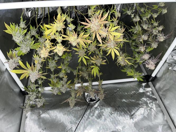 Exotic Pheno Hunt. Week 20