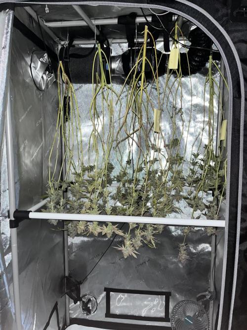 Exotic Pheno Hunt. Week 20