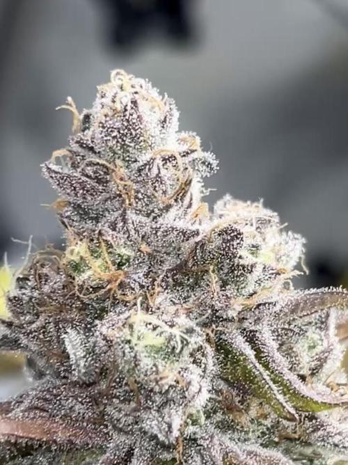 Exotic Pheno Hunt. Week 20