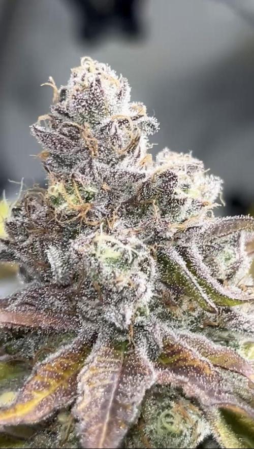 Exotic Pheno Hunt. Week 20