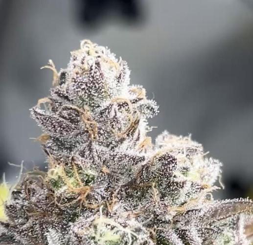 Exotic Pheno Hunt. Week 20