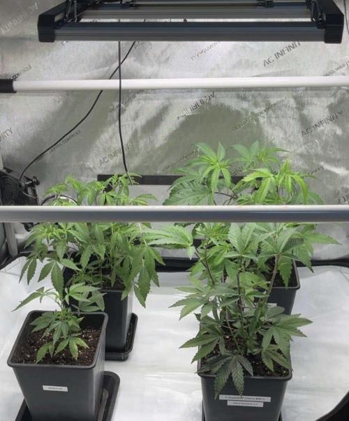 🏆4 selected cuts 🍓⛽️🍒🍊. Week 1 - before transplant 