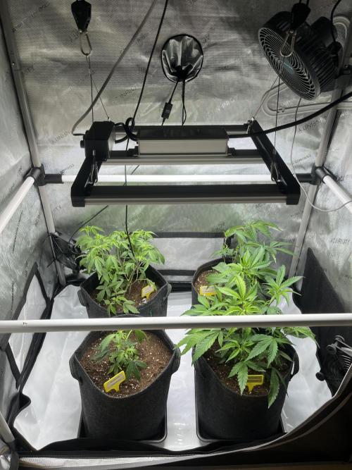 🏆4 selected cuts 🍓⛽️🍒🍊. Week 1 - after transplant 