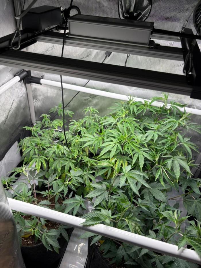 🏆4 selected cuts 🍓⛽️🍒🍊. Week 2