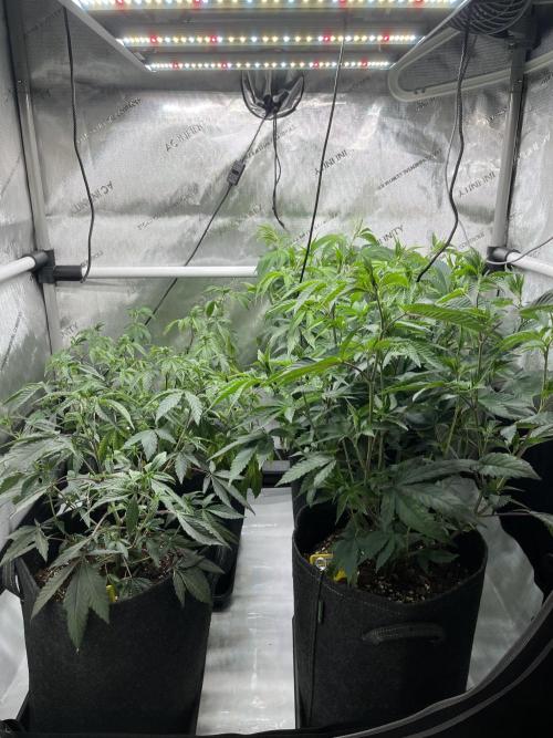 🏆4 selected cuts 🍓⛽️🍒🍊. Week 3 - before scrog & defol