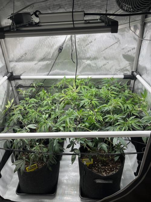 🏆4 selected cuts 🍓⛽️🍒🍊. Week 3 - after scrog & defol