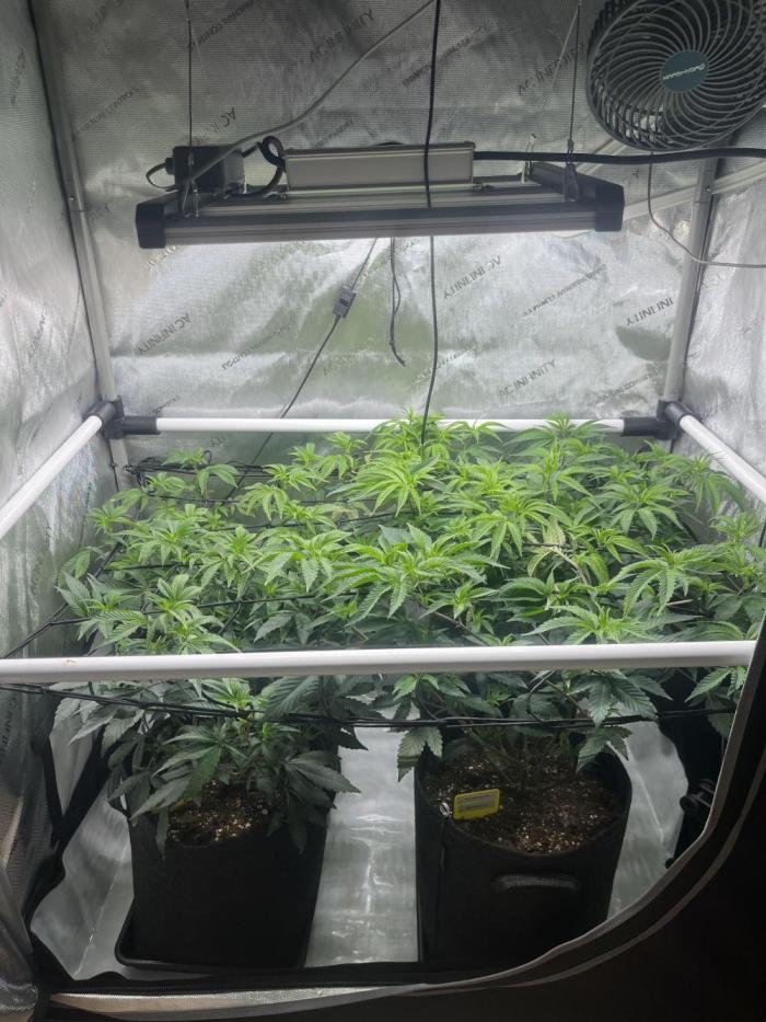 🏆4 selected cuts 🍓⛽️🍒🍊. Week 4