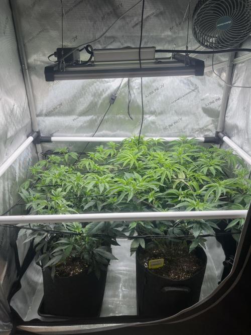 🏆4 selected cuts 🍓⛽️🍒🍊. Week 4 - day 1 flower