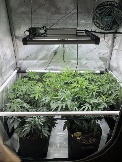 🏆4 selected cuts 🍓⛽️🍒🍊. Week 4 - day 6 flower 