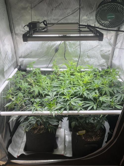 🏆4 selected cuts 🍓⛽️🍒🍊. Week 5 - day 8 flower 