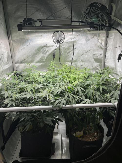 🏆4 selected cuts 🍓⛽️🍒🍊. Week 5 - day 14 flower 