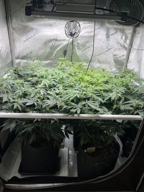 🏆4 selected cuts 🍓⛽️🍒🍊. Week 6 - day 16 flower 