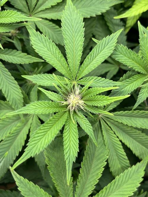 🏆4 selected cuts 🍓⛽️🍒🍊. Week 6 - SBC #26 day 16 flower 