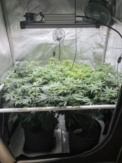 🏆4 selected cuts 🍓⛽️🍒🍊. Week 6 - day 20 flower pre defol