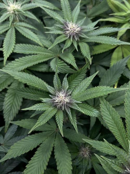 🏆4 selected cuts 🍓⛽️🍒🍊. Week 6 - SBC #26 day 20 flower 