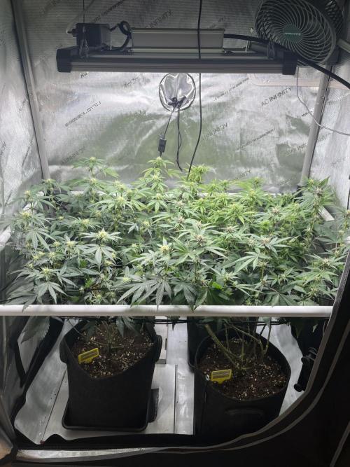 🏆4 selected cuts 🍓⛽️🍒🍊. Week 6 - day 20 flower post defol