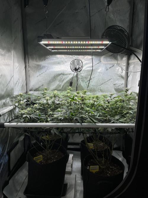 🏆4 selected cuts 🍓⛽️🍒🍊. Week 7 - day 21 flower 