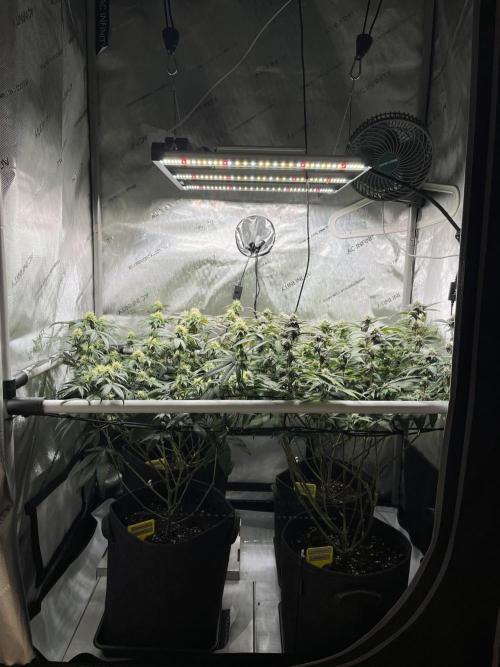 🏆4 selected cuts 🍓⛽️🍒🍊. Week 8 - day 29 flower