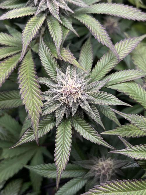 🏆4 selected cuts 🍓⛽️🍒🍊. Week 8 - SBC F29