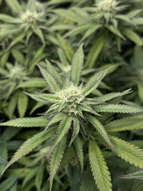 🏆4 selected cuts 🍓⛽️🍒🍊. Week 8 - Spritz F29