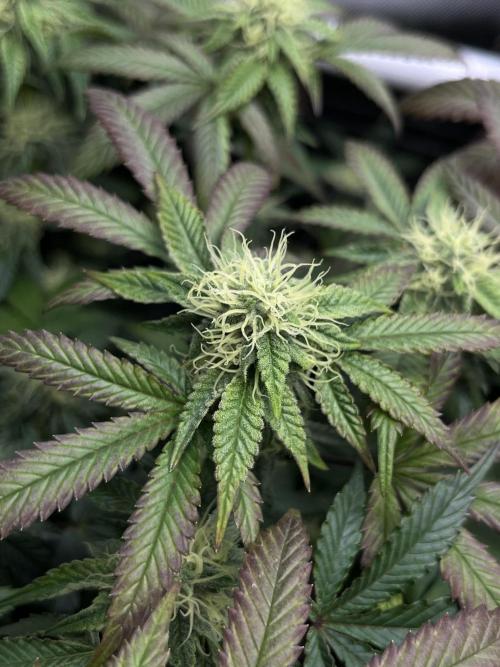 🏆4 selected cuts 🍓⛽️🍒🍊. Week 8 - Zerberry F29