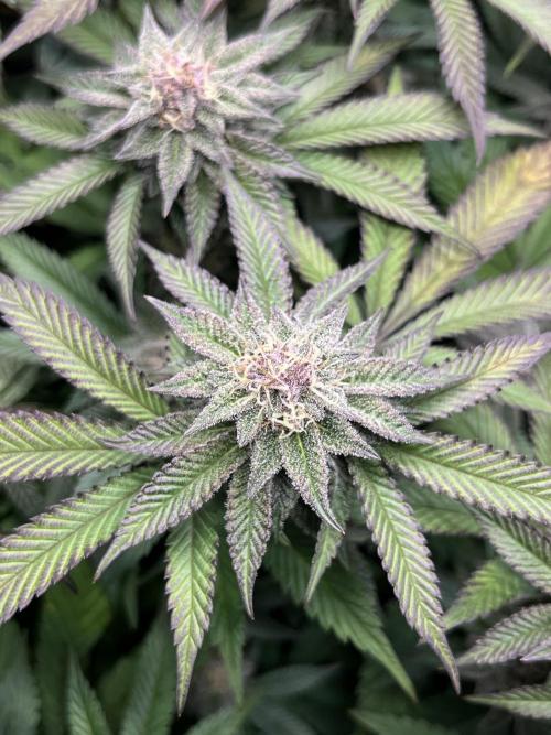 🏆4 selected cuts 🍓⛽️🍒🍊. Week 8 - SBC F34