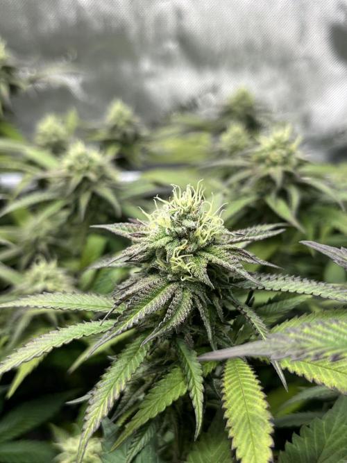 🏆4 selected cuts 🍓⛽️🍒🍊. Week 8 - Spritz F34