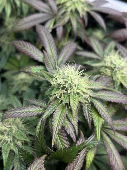 🏆4 selected cuts 🍓⛽️🍒🍊. Week 8 - Zerberry F34