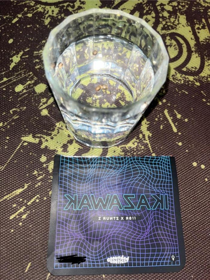 Kawazaki Grounded Genetics. Week 0