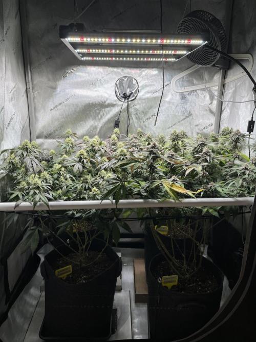 🏆4 selected cuts 🍓⛽️🍒🍊. Week 9 - day 37 flower