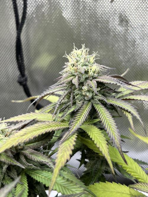 🏆4 selected cuts 🍓⛽️🍒🍊. Week 9 - Spritz F37