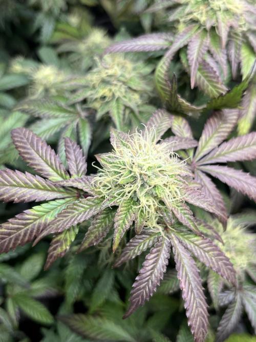 🏆4 selected cuts 🍓⛽️🍒🍊. Week 9 - Zerberry F37