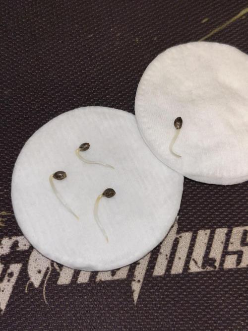 Kawazaki Grounded Genetics. Week 0 - All 4 fully sprouted ready to be planted after 48 hours