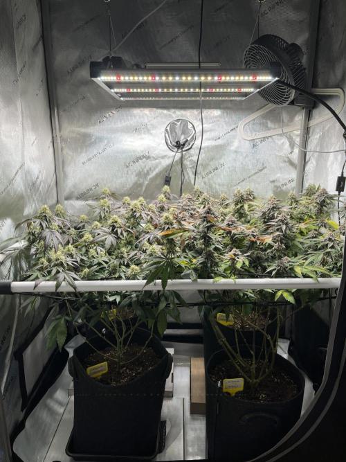 🏆4 selected cuts 🍓⛽️🍒🍊. Week 9 - day 41 flower