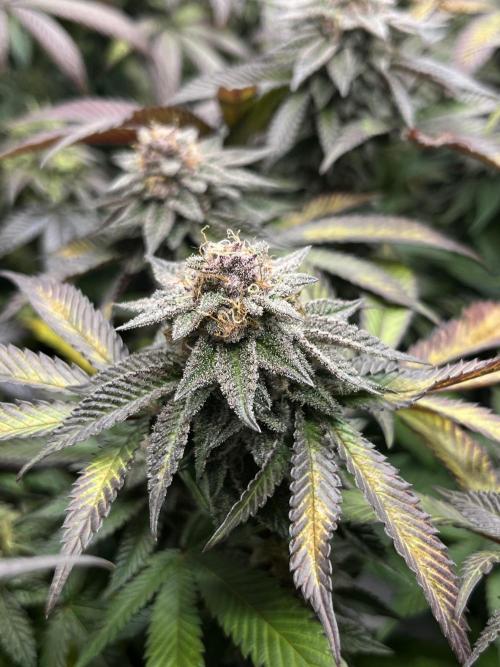 🏆4 selected cuts 🍓⛽️🍒🍊. Week 9 - SBC F41