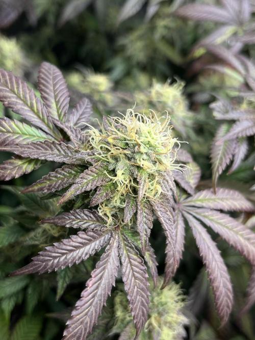 🏆4 selected cuts 🍓⛽️🍒🍊. Week 9 - Zerberry F41