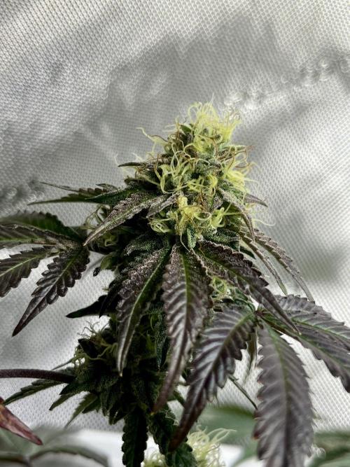 🏆4 selected cuts 🍓⛽️🍒🍊. Week 9 - Zerberry F41