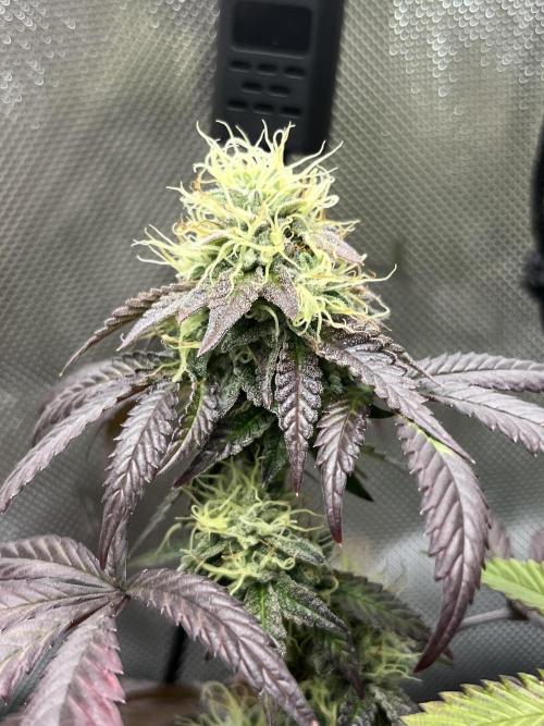 🏆4 selected cuts 🍓⛽️🍒🍊. Week 9 - Zerberry F41