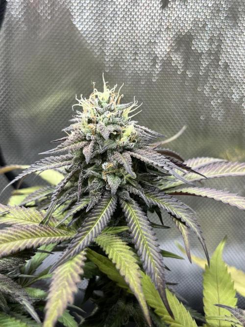 🏆4 selected cuts 🍓⛽️🍒🍊. Week 9 - Spritz F41