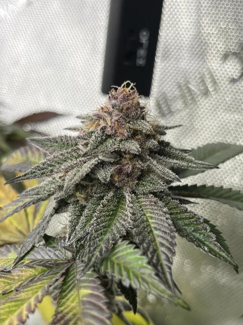 🏆4 selected cuts 🍓⛽️🍒🍊. Week 10 - SBC F42 