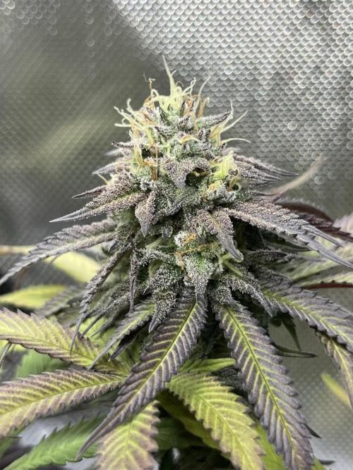 🏆4 selected cuts 🍓⛽️🍒🍊. Week 10 - Spritz F42