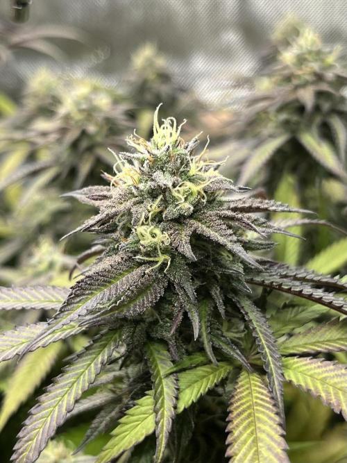 🏆4 selected cuts 🍓⛽️🍒🍊. Week 10 - Spritz F42 