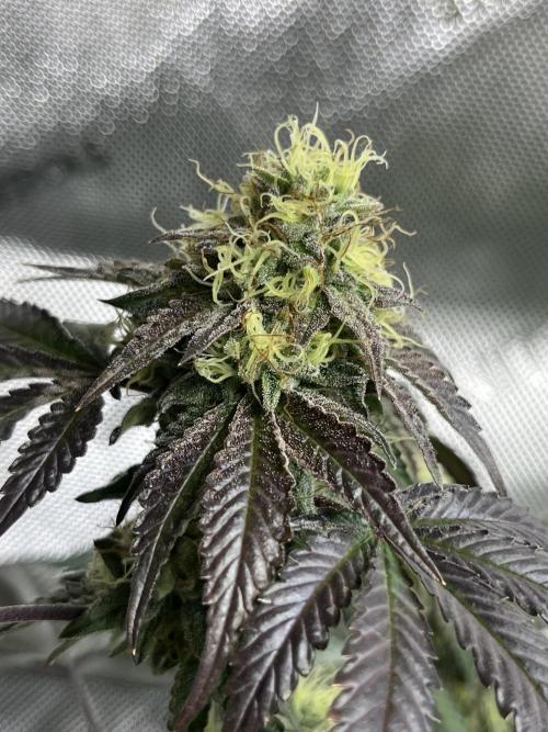 🏆4 selected cuts 🍓⛽️🍒🍊. Week 10 - Zerberry F42