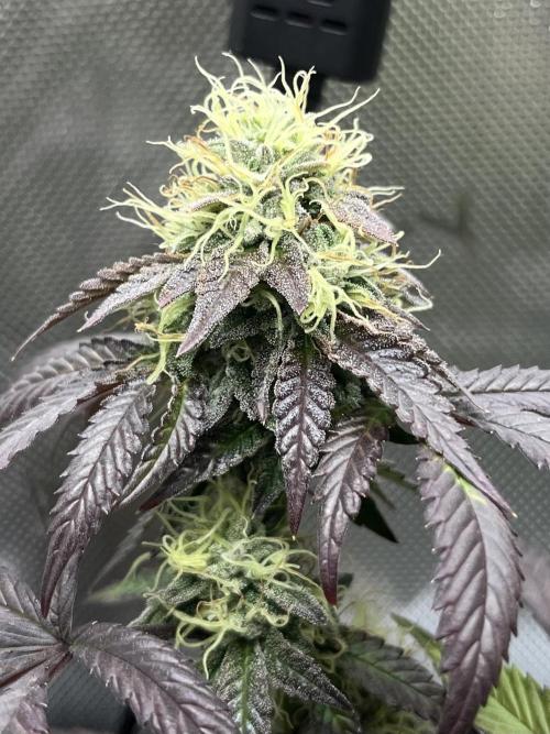 🏆4 selected cuts 🍓⛽️🍒🍊. Week 10 - Zerberry F42